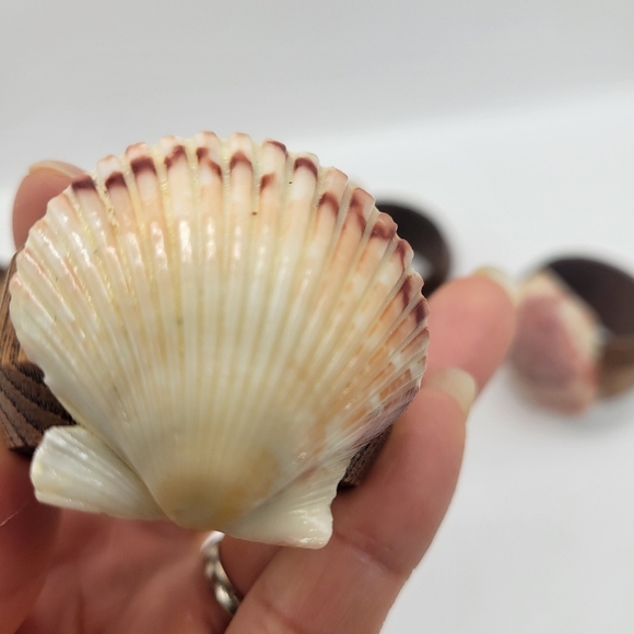 Vintage set of 6 Seashell/Wood Cloth Napkin Rings - Picture 4 of 7